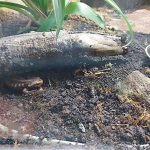 Musée d'histoire naturelle et Vivarium Tournai - Emperor Newt (Tylototriton shanjing)