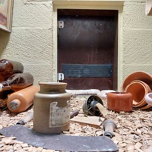 Musée d'histoire naturelle et Vivarium Tournai - Corn Snake (Pantherophis guttatus)