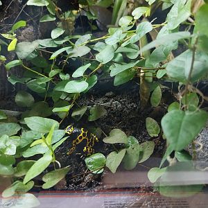Musée d'histoire naturelle et Vivarium Tournai - Yellow-banded Poison Dart Frog (Dendrobates leucomelas)