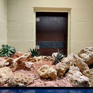 Musée d'histoire naturelle et Vivarium Tournai - King Rat Snake (Elaphe carinata)