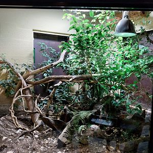 Musée d'histoire naturelle et Vivarium Tournai - Emerald Tree Monitor, Blue-tongued Skink and turtle