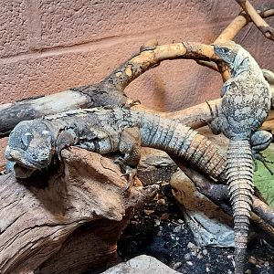 Musée d'histoire naturelle et Vivarium Tournai - Guatamalan Spiny-tailed Iguana (Ctenosaura palearis)