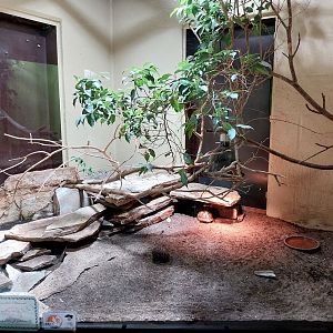 Musée d'histoire naturelle et Vivarium Tournai - North African mastigure (Uromastyx acanthinura)