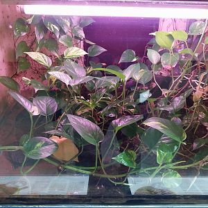 Musée d'histoire naturelle et Vivarium Tournai - Atlantic Mudskipper (Penophthalmus barbarus)