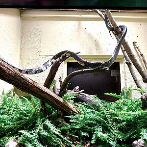 Musée d'histoire naturelle et Vivarium Tournai - Tiger Ratsnake (Spilotes pullatus)