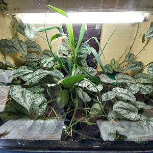 Musée d'histoire naturelle et Vivarium Tournai - Oriental Fire-bellied Toad (Bombina orientalis)