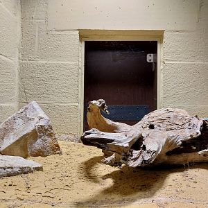 Musée d'histoire naturelle et Vivarium Tournai - Mexican Red-kneed Tarantula (Bachypelma smithi)