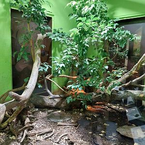 Musée d'histoire naturelle et Vivarium Tournai - Chinese Beauty Ratsnake (Elaphe taeniura taeniura)