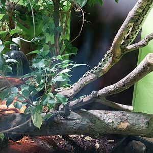 Musée d'histoire naturelle et Vivarium Tournai - Chinese Beauty Ratsnake (Elaphe taeniura taeniura)