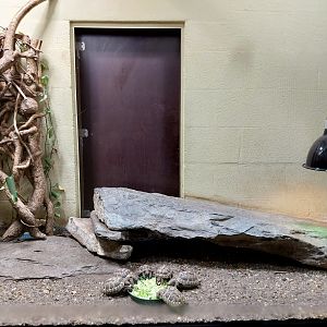 Musée d'histoire naturelle et Vivarium Tournai - Ocellated Lizard (Timon lepidus) and Hermann's Tortoise (Testudo hermanni)