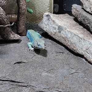 Musée d'histoire naturelle et Vivarium Tournai - Ocellated Lizard (Timon lepidus)