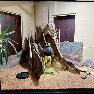 Musée d'histoire naturelle et Vivarium Tournai - Madagascar terrarium