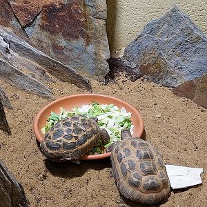 Musée d'histoire naturelle et Vivarium Tournai - Madagascar terrarium - Spider Tortoise (Pyxis arachnoides)