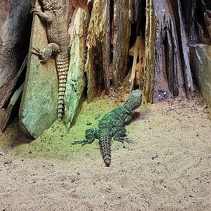 Musée d'histoire naturelle et Vivarium Tournai - Madagascar terrarium - Cuvier's Madagascar Swift (Oplurus cuvieri)