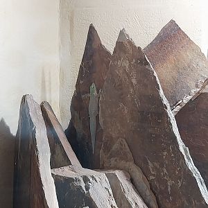 Musée d'histoire naturelle et Vivarium Tournai - Madagascar terrarium - Standing's Day Gecko (Phelsuma standingi)