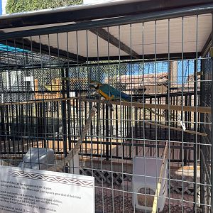 Branson's Wild World -- Macaw Exhibit September 2024