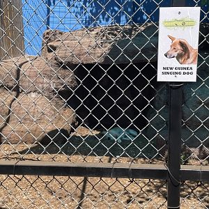 Branson's Wild World -- "New Guinea Singing Dog" Exhibit September 2024