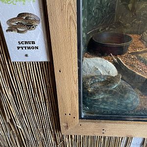 Branson's Wild World -- Scrub Python Exhibit September 2024
