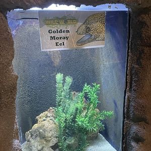 Branson's Wild World -- Golden Moray Eel Exhibit September 2024
