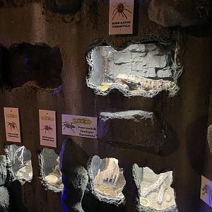 Branson's Wild World -- Tarantula Wall September 2024