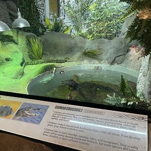 Branson's Wild World -- Caiman Exhibit September 2024