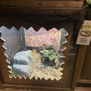 Branson's Wild World -- Jungle Carpet Python Exhibit September 2024