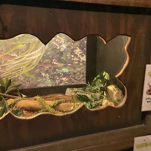 Branson's Wild World -- Columbian Rainbow Boa Exhibit September 2024