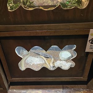 Branson's Wild World -- Black Tailed Cribo Exhibit September 2024