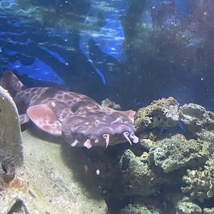 Branson's Wild World -- Wobbegong Exhibit September 2024