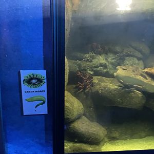 Branson's Wild World -- Green Moray Exhibit September 2024