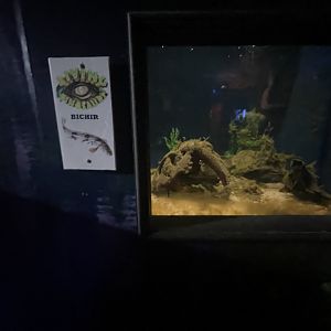 Branson's Wild World -- Bichir Exhibit September 2024