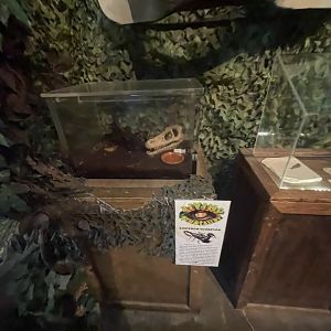 Branson's Wild World -- Emperor Scorpion Exhibit September 2024