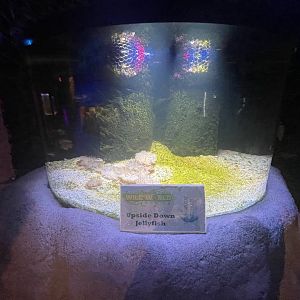 Branson's Wild World -- Upside Down Jellyfish Exhibit September 2024