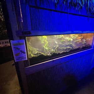 Branson's Wild World -- Dart Frog Exhibit September 2024