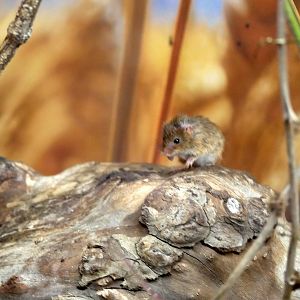 Harvest mouse (Micromys minutus)