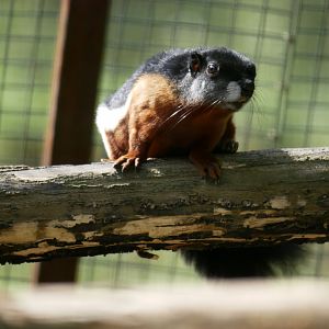 Prevost's squirrel (Callosciurus prevostii)