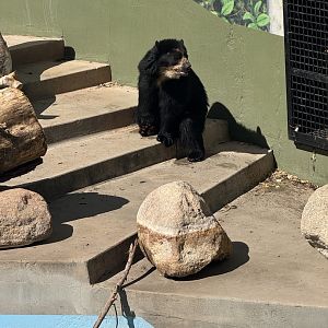 Ben the Andean Bear