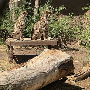 All 3 cheetah brothers watching a bird