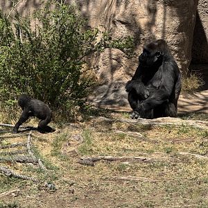 10 month old Gorilla with mom