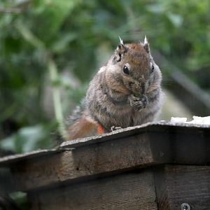 Swinhoe's striped squirrel (Tamiops swinhoei)