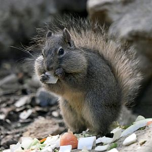 Père David's rock squirrel (Sciurotamias davidianus)