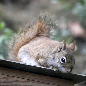 American red squirrel (Tamiasciurus hudsonicus)