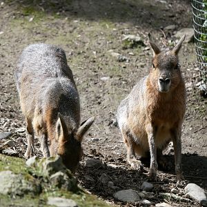 Patagonian mara (Dolichotis patagonum)