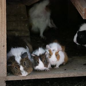 Domestic guinea pig (Cavia porcellus)