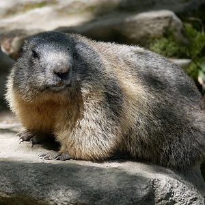 Alpine marmot (Marmota marmota)