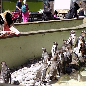 Humboldt penguins and visitors 7.7.24