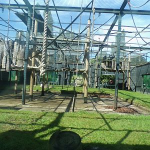 Siamang enclosure 7.7.24