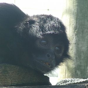 Columbian black spider monkey 7.7.24