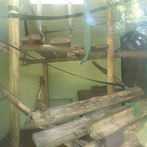 Columbian black spider monkey indoors 7.7.24