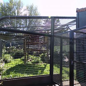 Columbian black spider monkey enclosure 7.7.24